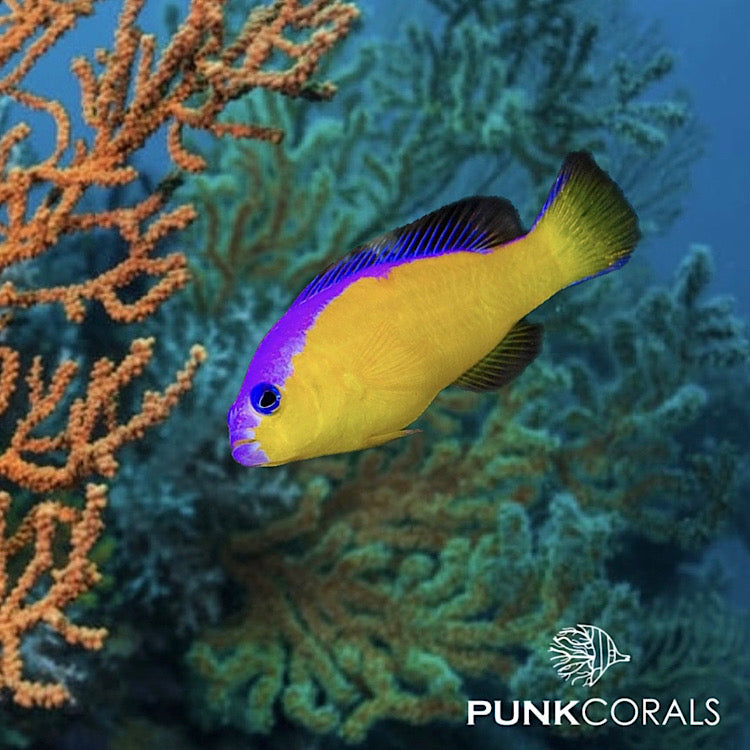 Pictichromis (Pseudochromis) diadema Diadem-Zwergbarsch