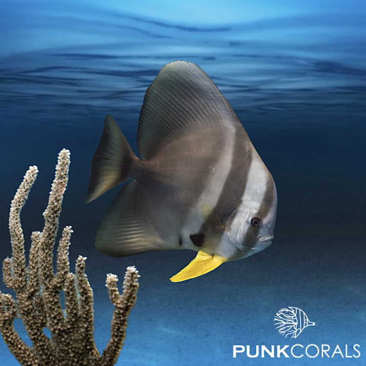Platax Teira Teira Fledermausfisch Online Kaufen platax-teira-teira-fledermausfisch-online-kaufen