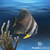 Fledermausfische