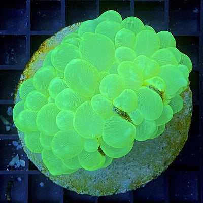 Plerogyra sinuosa neon green
