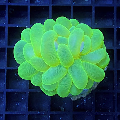 Plerogyra sinuosa