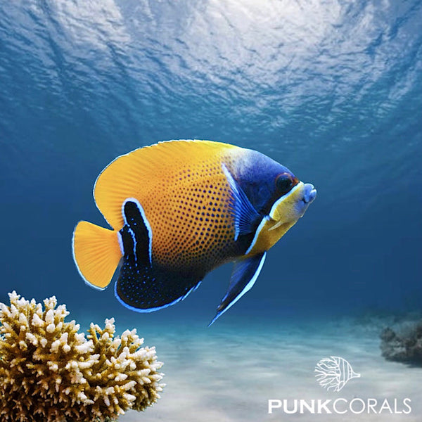 Pomacanthus navarchus Traum-Kaiserfisch