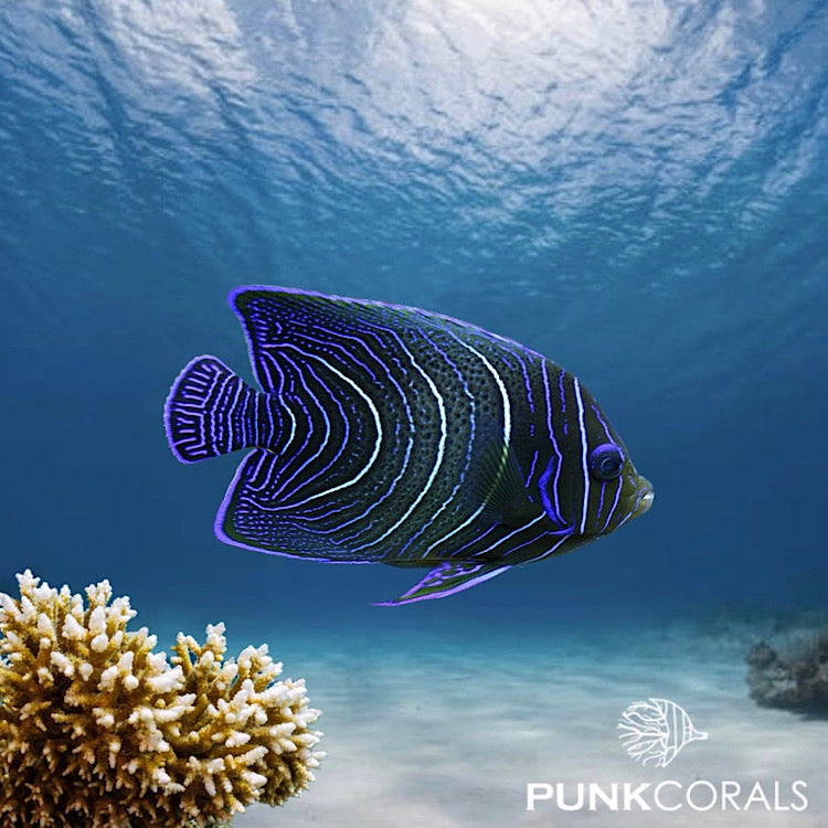 Pomacanthus semicirculatus Koran-Kaiserfisch