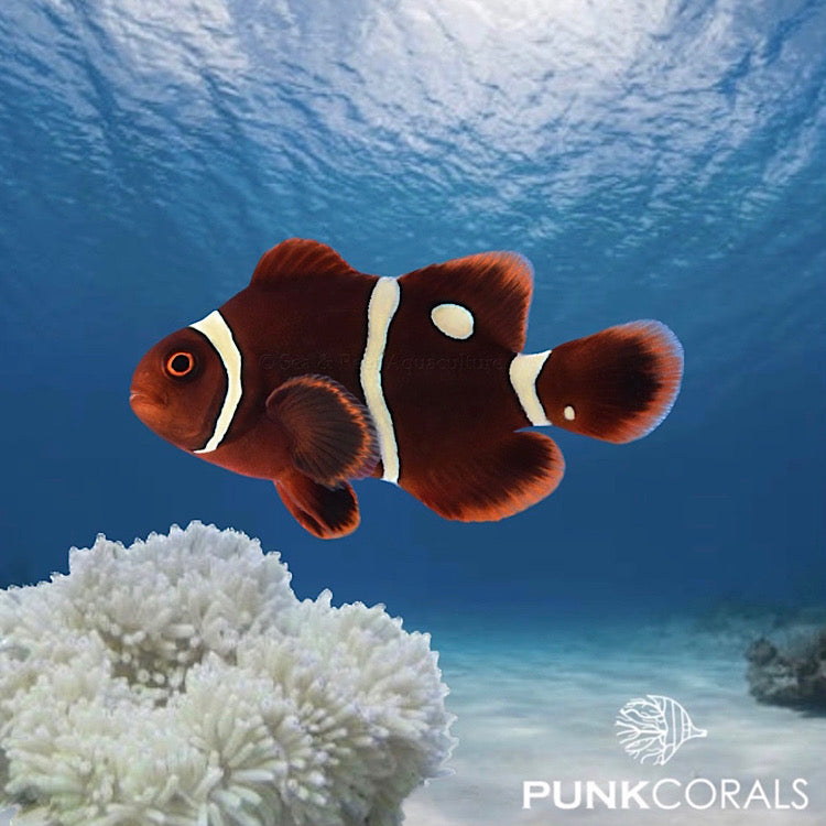 Premnas biaculeatus - Golddot Maroon Clownfish