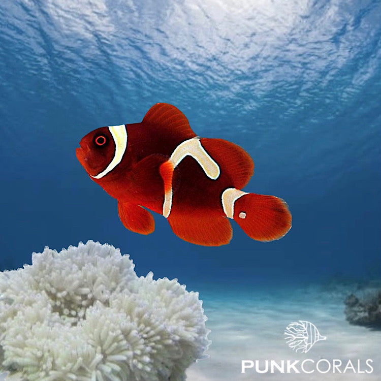 Premnas biaculeatus - Goldflake Maroon Clownfish