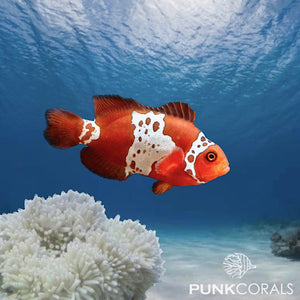 Premnas biaculeatus - Lightning Maroon Clownfish