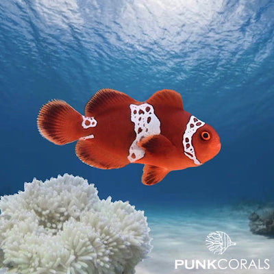 Premnas biaculeatus - Lightning Maroon Clownfish