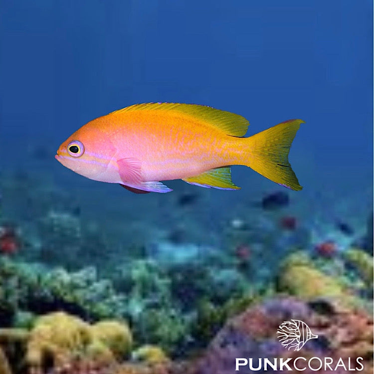 Pseudanthias bimaculatus Zweifleck-Fahnenbarsch