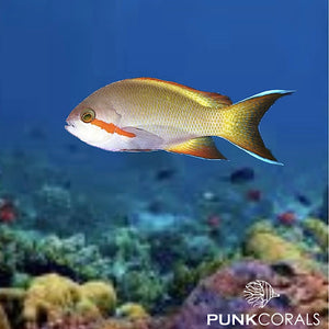 Pseudanthias huchtii