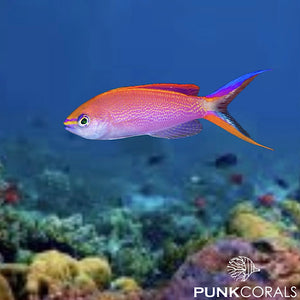 Pseudanthias smithvanizi