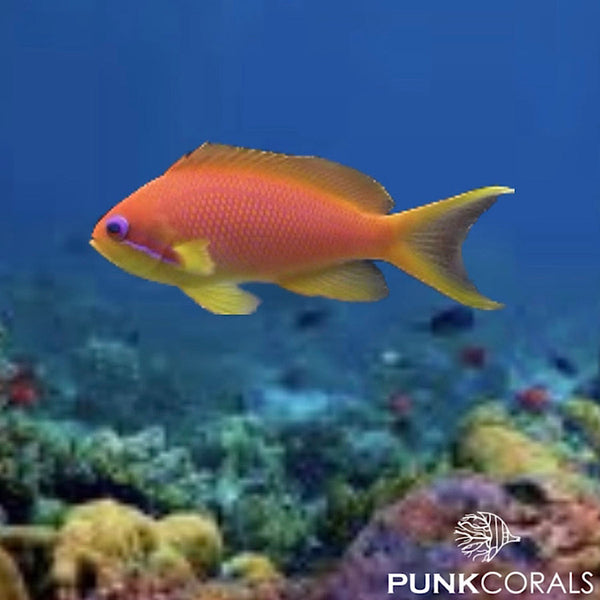 Pseudanthias squamipinnis Juwelen-Fahnenbarsch