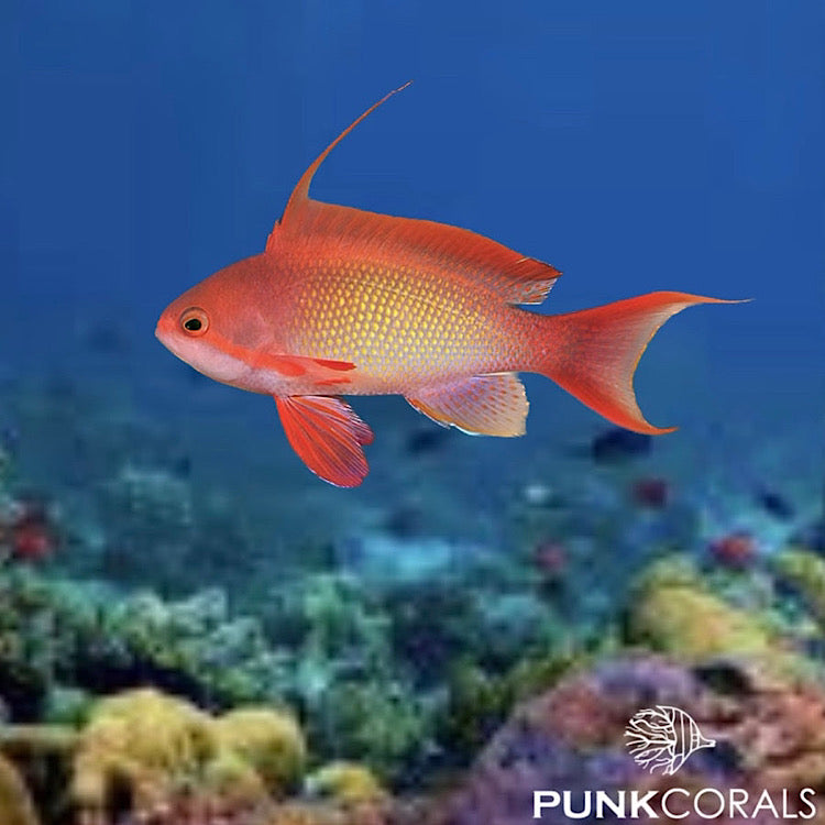 Pseudanthias squamipinnis Juwelen-Fahnenbarsch