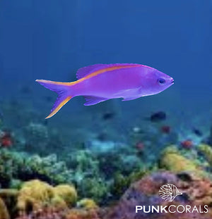 Pseudanthias tuka Tuka-Fahnenbarsch