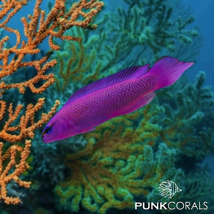 Pseudochromis fridmani König-Salomon Zwergbarsch