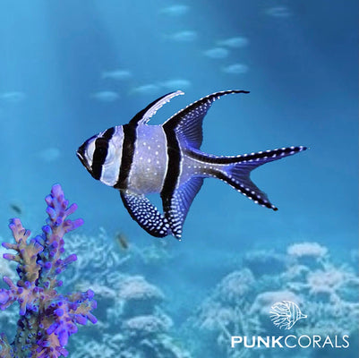 Pterapogon kauderni Banggai Kardinalbarsch