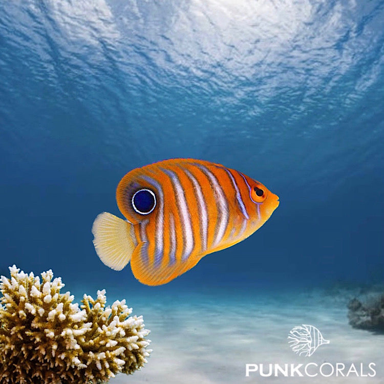 Pygoplites diacanthus Pfauen-Kaiserfisch