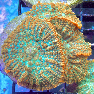 Rhodactis_Scheibenanemone