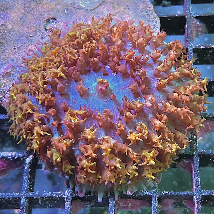 Rhodactis osculifera