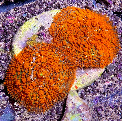 Rhodactis
