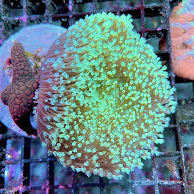 Sacrophyton