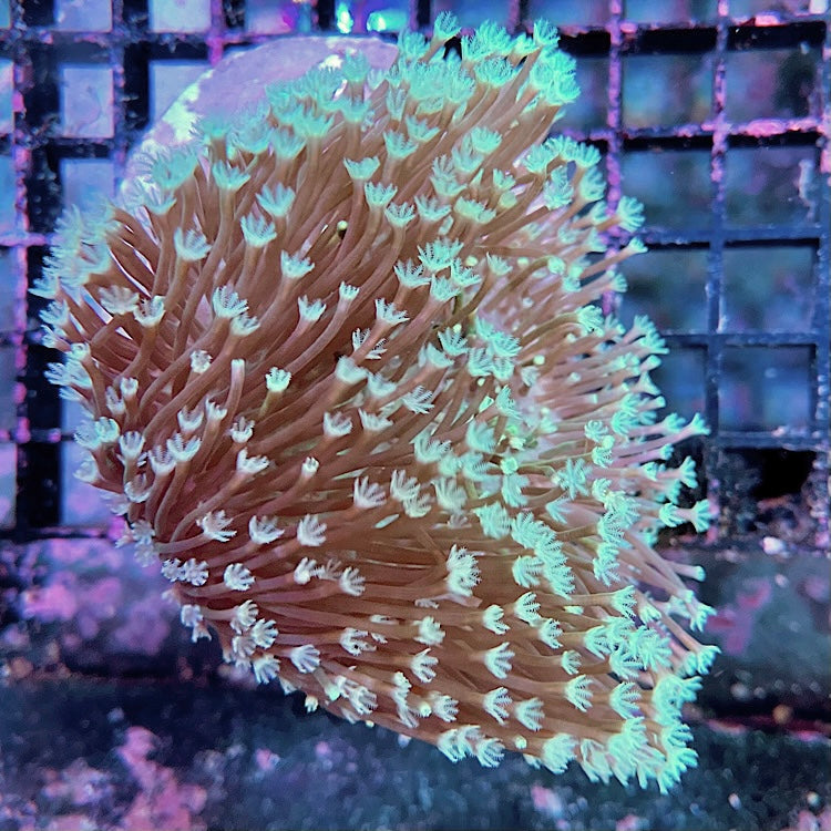 Sacrophyton