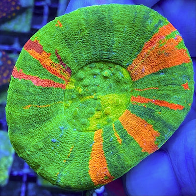Scolymia