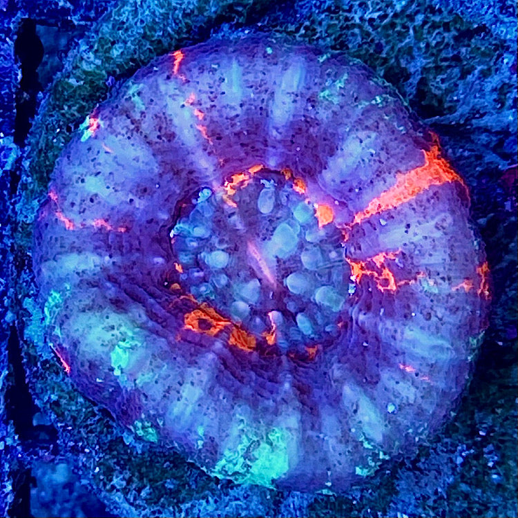 Scolymia warpaint