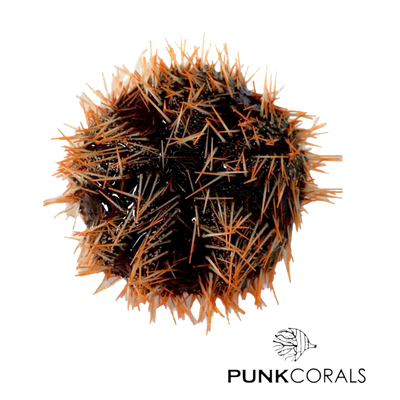 Seeigel