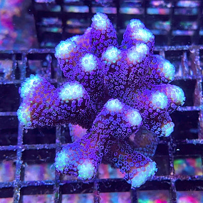 Stylophora_milka