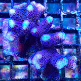 Seriatopora / Pocillopora / Stylophora spp.