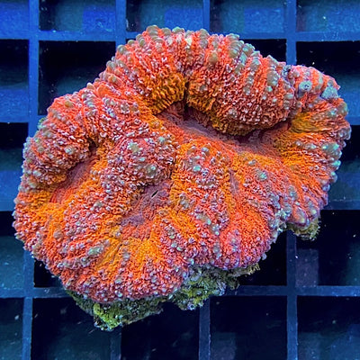 Symphyllia