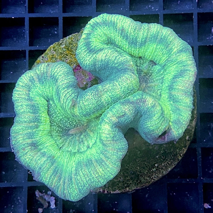 Trachyphyllia