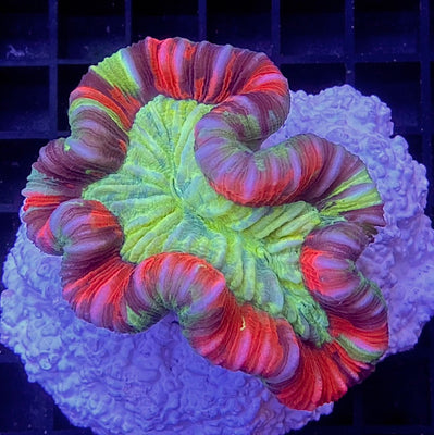 Trachyphyllia