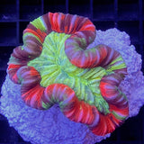 Trachyphyllia