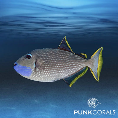 XANTHICHTHYS AUROMARGINATUS - Blaukehl-Drückerfisch