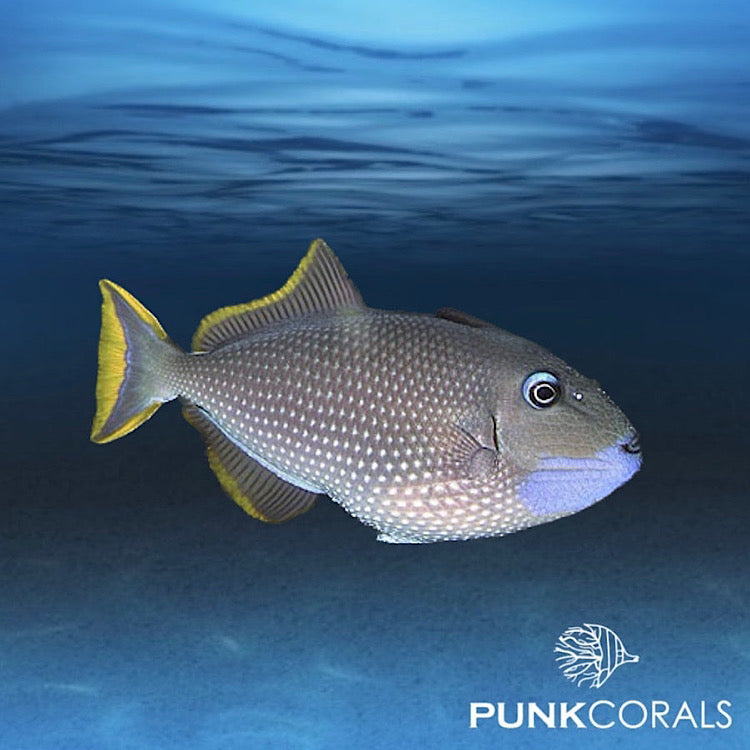 XANTHICHTHYS AUROMARGINATUS - Blaukehl-Drückerfisch