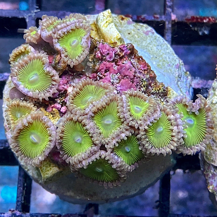 Zoanthus