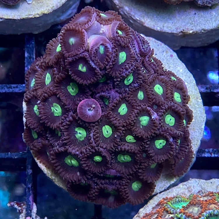 Zoanthus