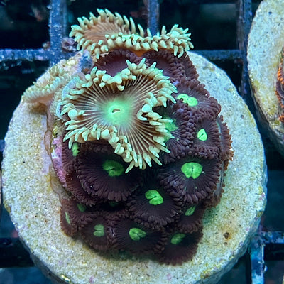 Zoanthus