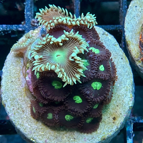 Zoanthus