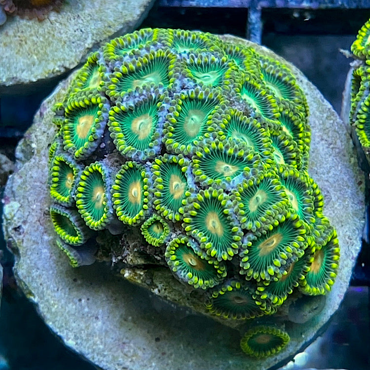 Zoanthus