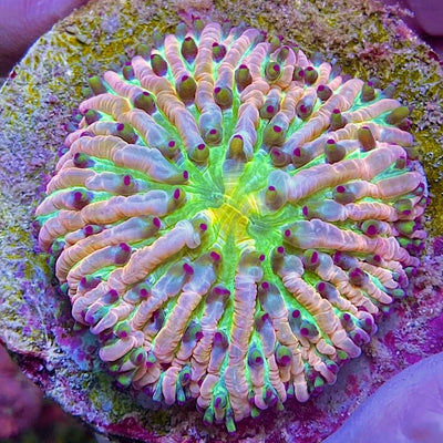 Fungia / Cycloseris rainbow