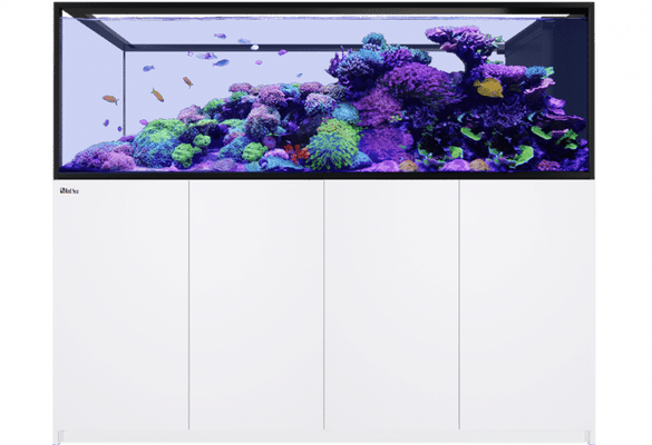 Red Sea REEFER™ Peninsula S-950 G3 Standard Weiß mit großzügiger Rifflandschaft, farbenprächtigen Korallen und Meerwasserfischen – hochwertiges Peninsula-Raumteiler-Aquarium für exklusive Wohnräume.