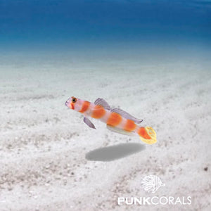 Amblyeleotris aurora Wächtergrundel Pinkbar Goby