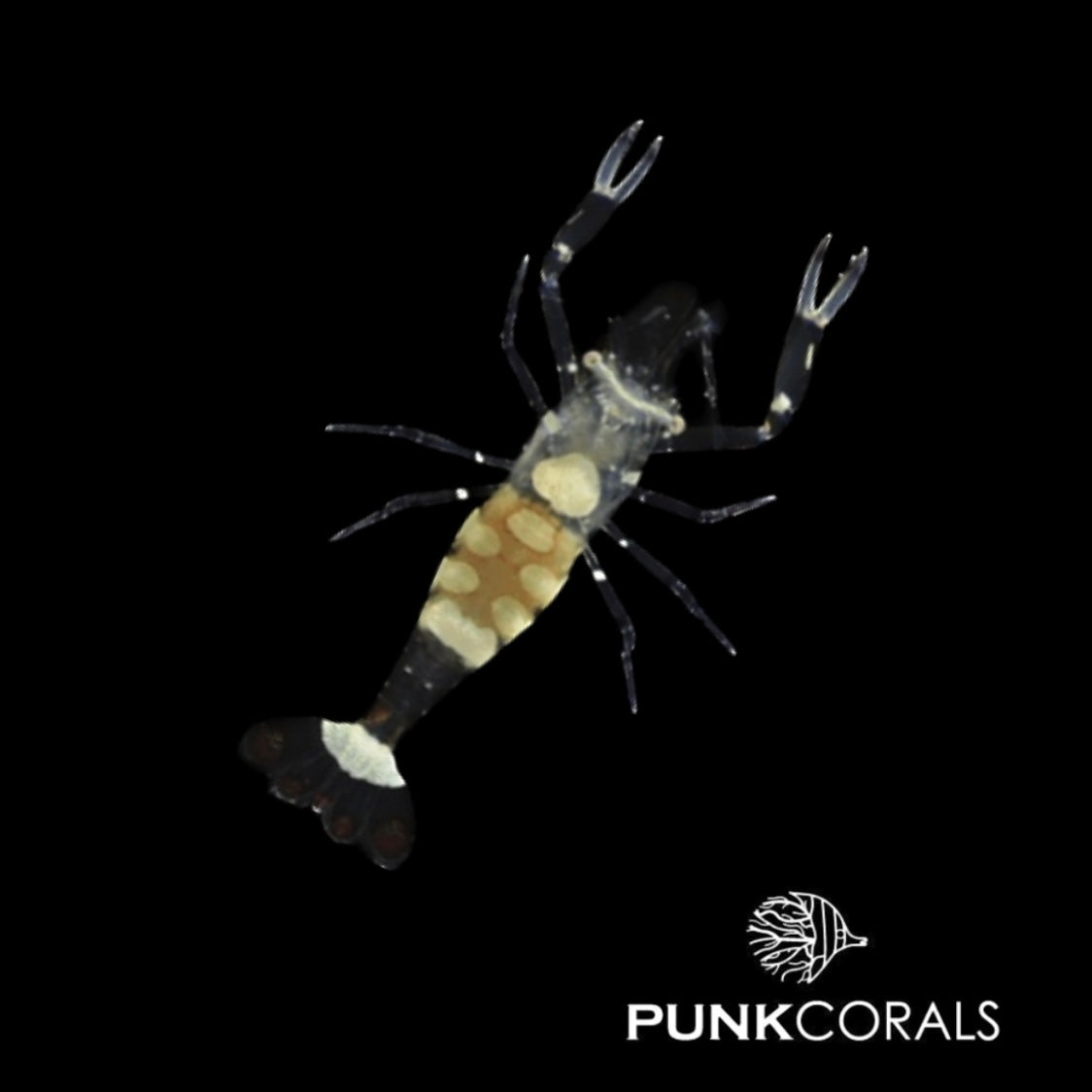 Ancylocaris (Periclimenes) brevicarpalis Pfauenaugen Garnele