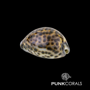 Cypraea tigris Tiger Porzellanschnecke