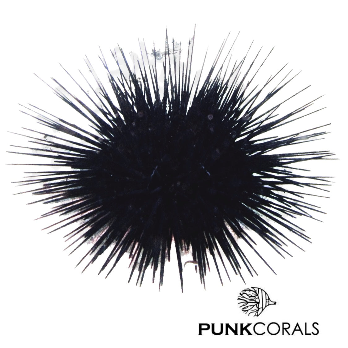 Echinotrix diadema Diadem Seeigel