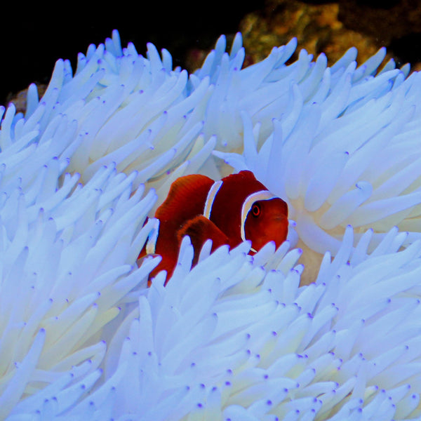 Heteractis crispa Lederanemone.