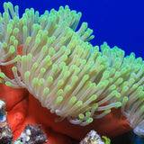 Anemonen