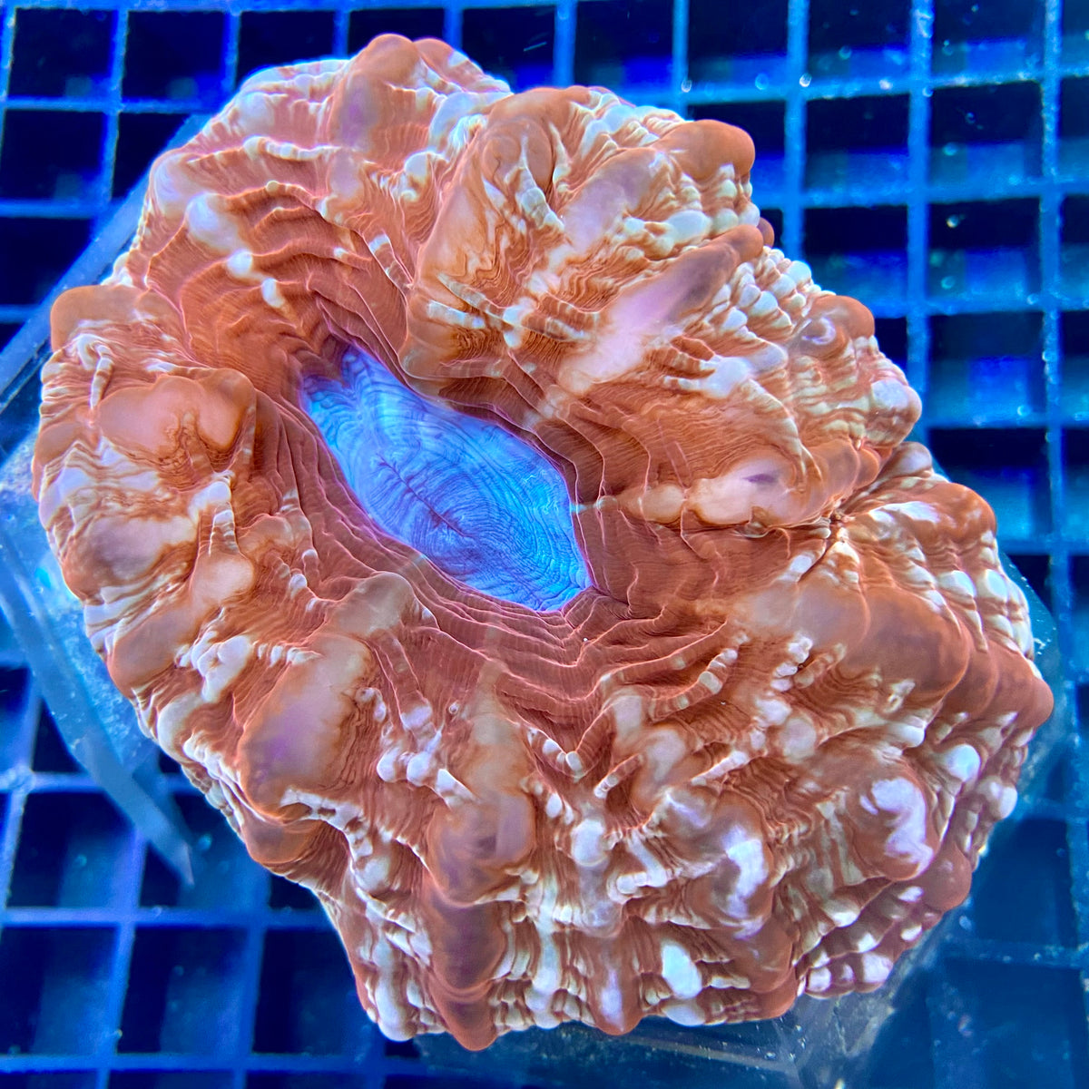 Indophyllia